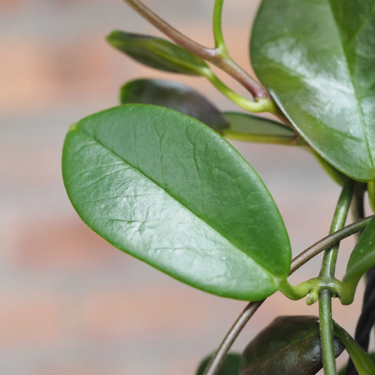 Hoya Australis