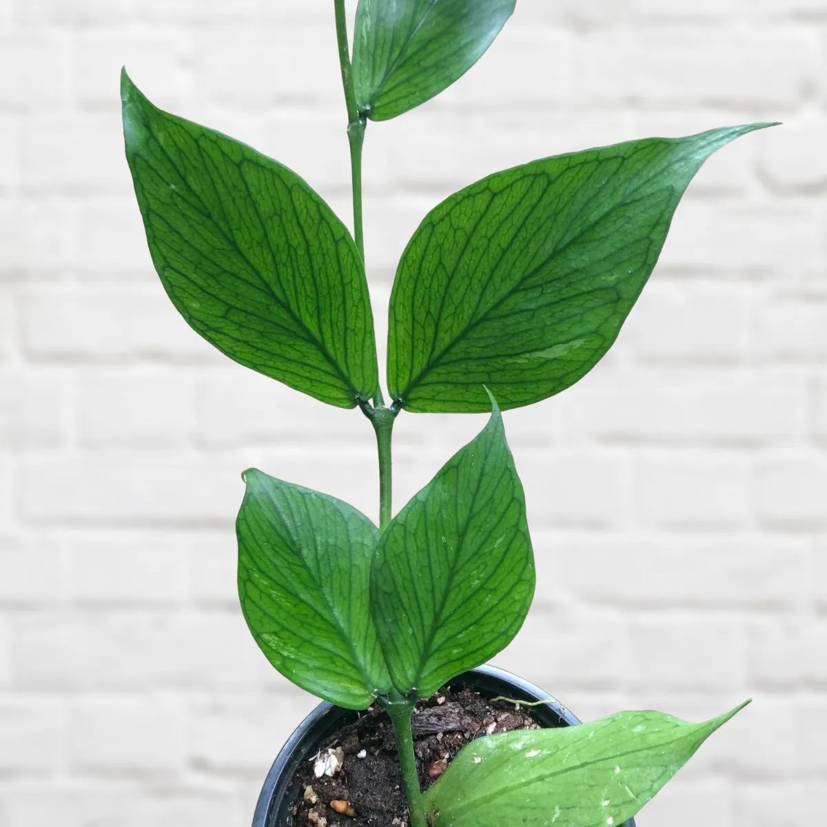 Hoya Fishtail