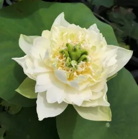 Jade Cloud Lotus  <br>  Tall Heavenly white blooms!