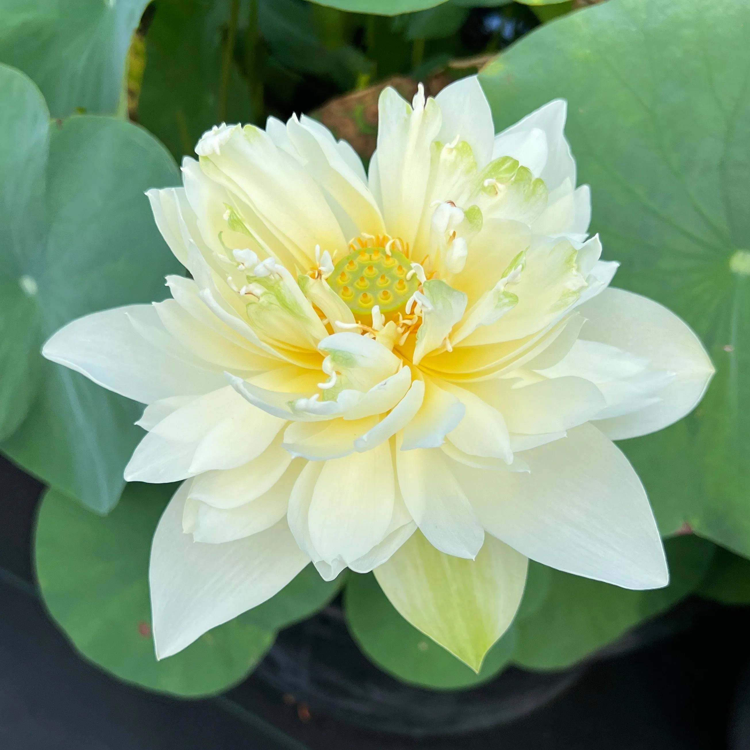 Jade Cloud Lotus  <br>  Tall Heavenly white blooms!