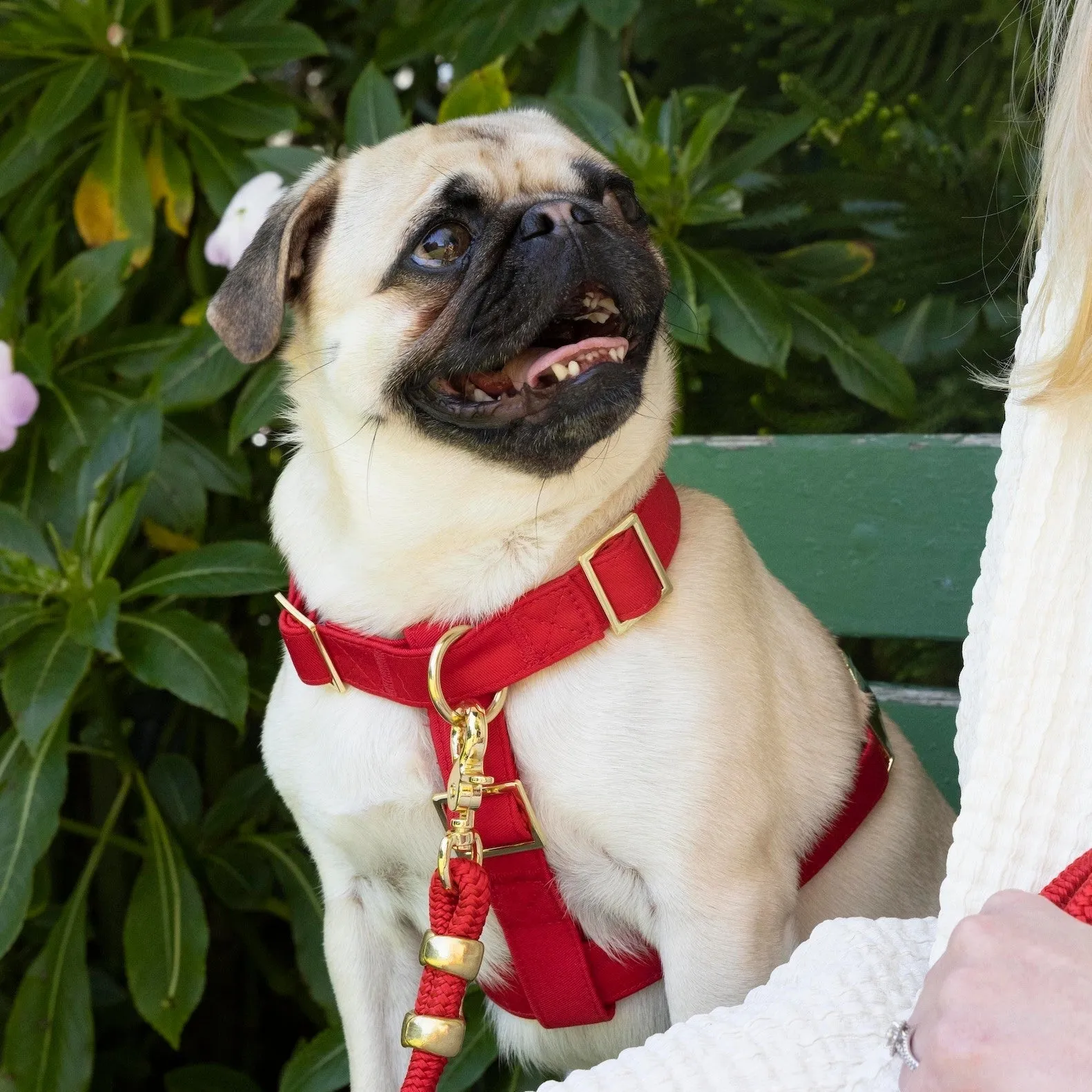 Ruby Dog Harness